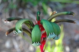 kangaroo-paw_cropped